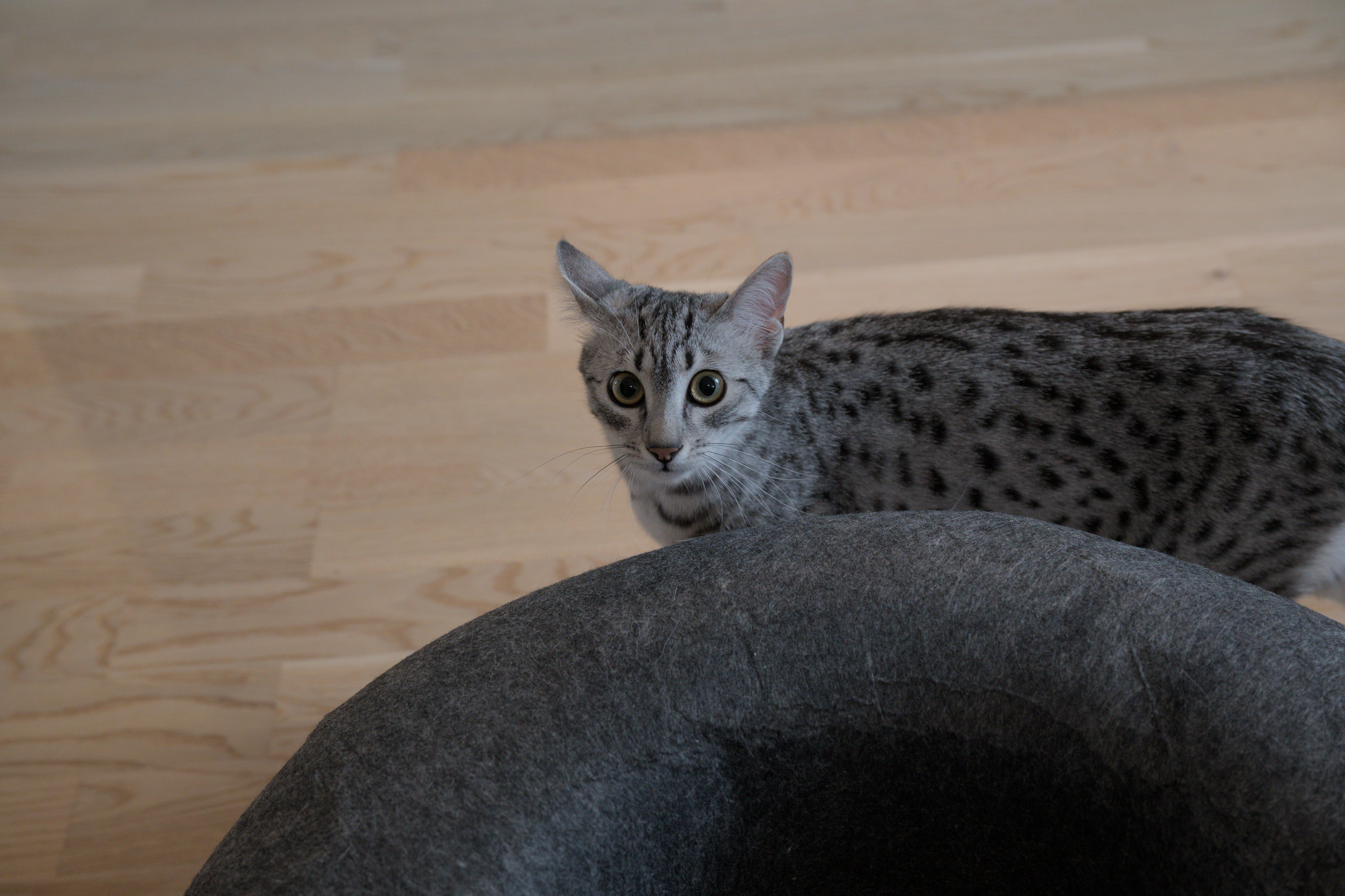 2025/10/12 - cats/DSC_0028.jpg